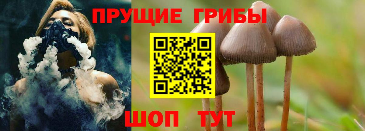 Галлюциногенные грибы Psilocybine cubensis Братск